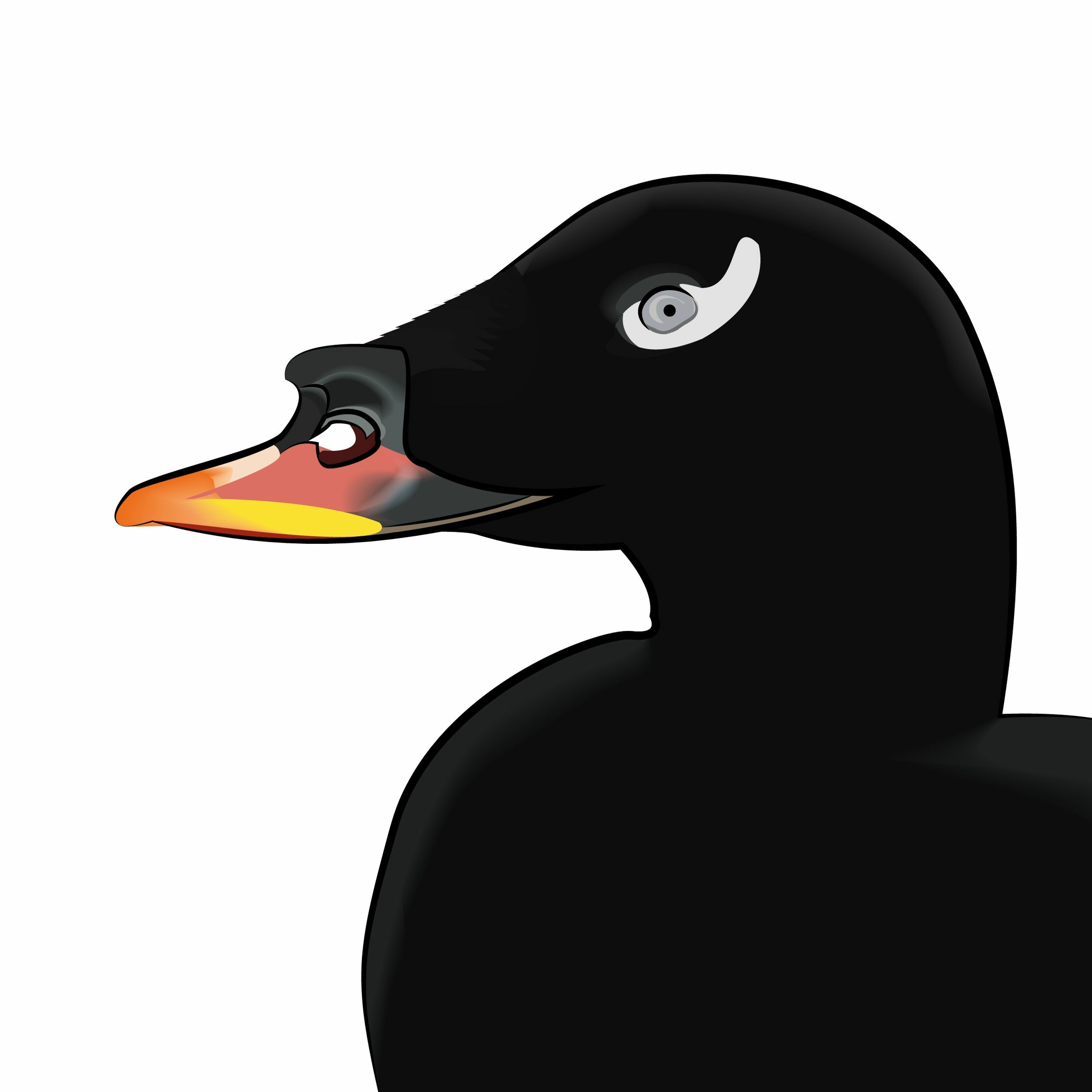 Pippipodden