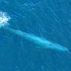 Cvisuali-The blue whale ( Techno for animals) ft. apoorva g