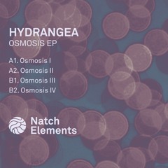 Hydrangea - Osmosis II