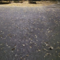 Jharne lage neem ke patte: kedarnath singh