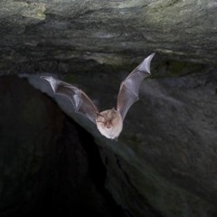 pulsations du petit Rhinolophe (transformé en son audible)