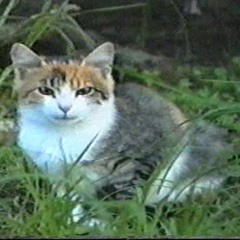 שנות התשעים