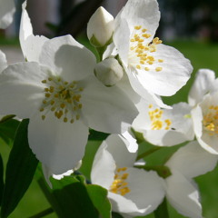 ALYX Ryon - Zoras Flower Domain (prod by Drippy)