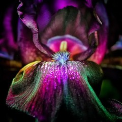 simonlanghammarch2018parttwo