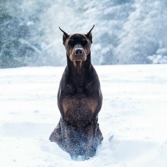 StaFFорд63 - Сундук (2018)