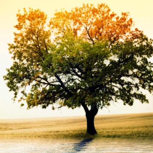 Stream Oak Tree (Lua Maria) Rochelle Szmaciarz & Ramiro Orrantia by