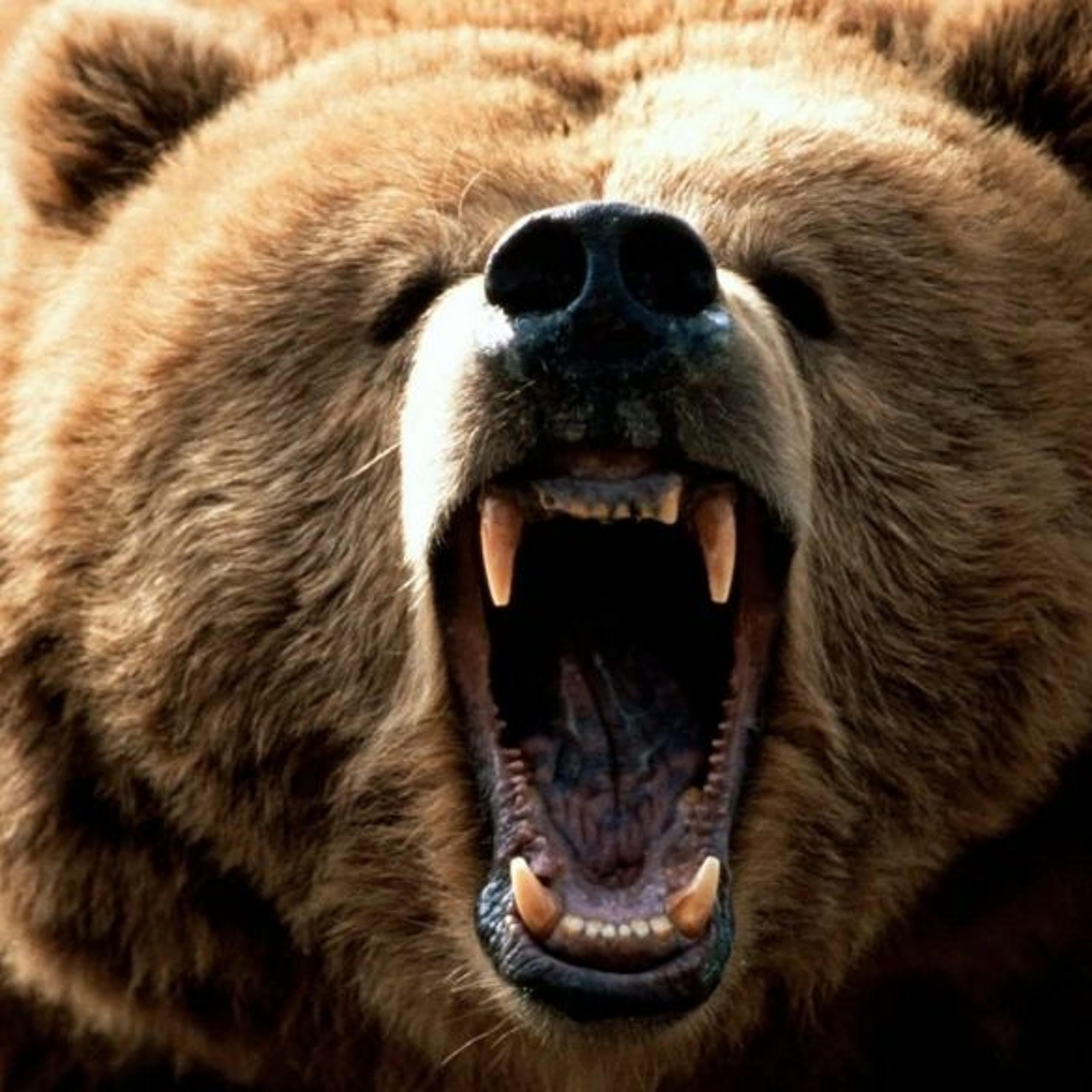 SORRY NOT SORRY: FREEDOM IS NOT SAFE