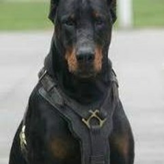 Doberman - Slow Burn