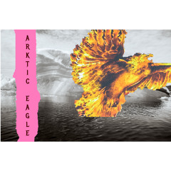 arktic eagle