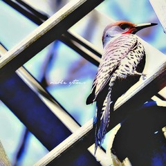 Ellen Alien Way Out ( Bernie De La Torre RMX)