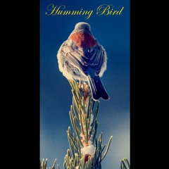 HUMMING BIRD [ Ft. Jovi Rose ]
