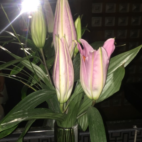 tcs - ithinkifeverybodywillknownthatthisisthesoundwe'llhearinthelastmoment,nobody'dbeafraidtodeath