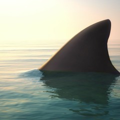 Day 6 ft. Shark Fin