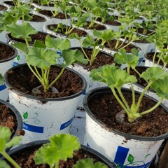 Det Är Vår I Växthusen!