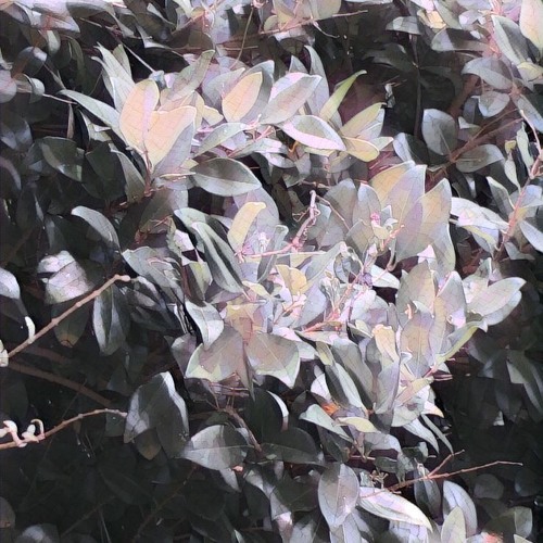 Cursed [Prod. By Vessels]