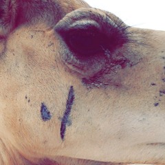 شلة آل سنيد كلمات متعب آل سنيد أداء عبدالله الجفراني