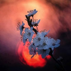 Butterfly Waltz