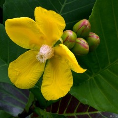 Adele - When We Were Young Cover