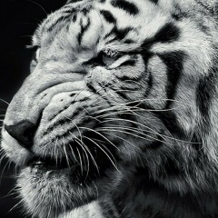 Rookie Of The Year, Chris Webby (Ft. JAG & Jon Connor) MAGIC∆MIX By ÐƆ☆ŦƚǤǠƧƮƴŁƎ