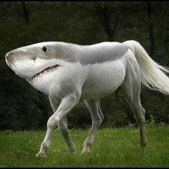 Land Shark
