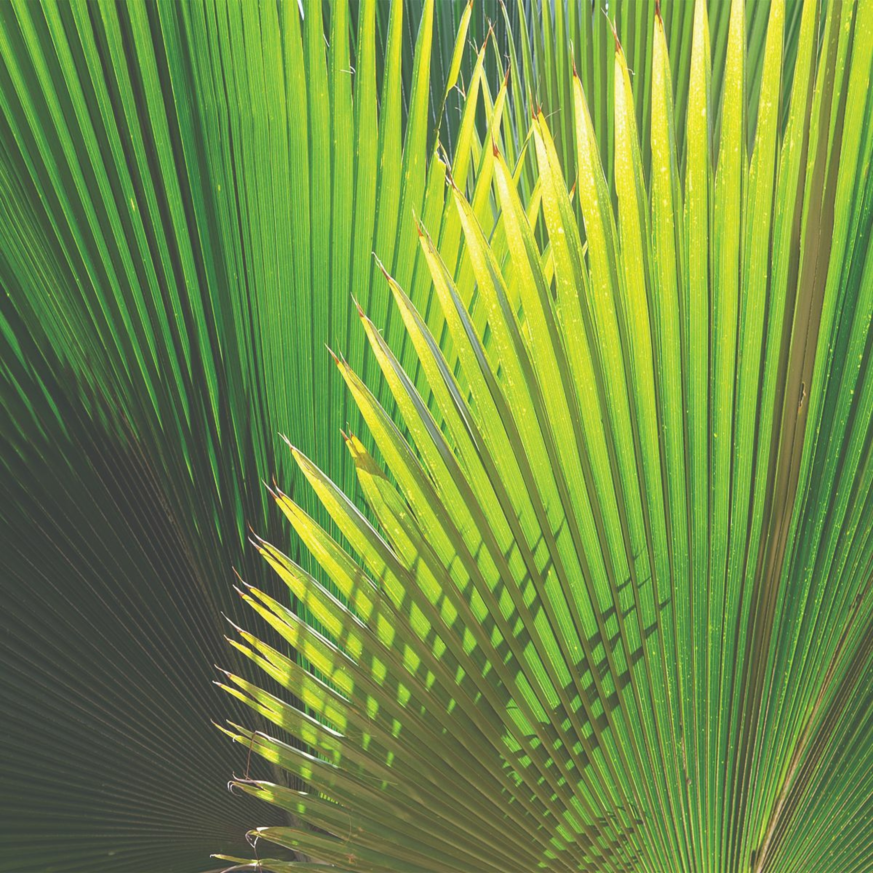 Everybody's Looking for Something - Matthew 21 - 3-25-2018 Palm Sunday Service episode artwork