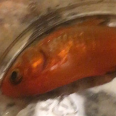 Rip Freddy 2018-2018