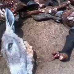 Emisora Alemana. Histeria_Esencia Animal (Remix De Device Noize)