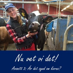 Avsnitt 3: Är det synd om korna?