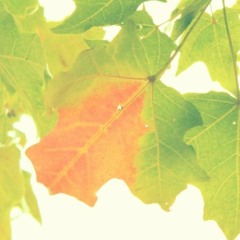 ハートビート・フロムユー (TOKOTOKO)