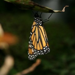 PBPWMGINFWMY(1 Corinthians 3:9)