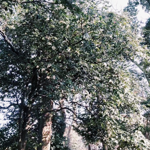 im frühling (Piano Day 2018)