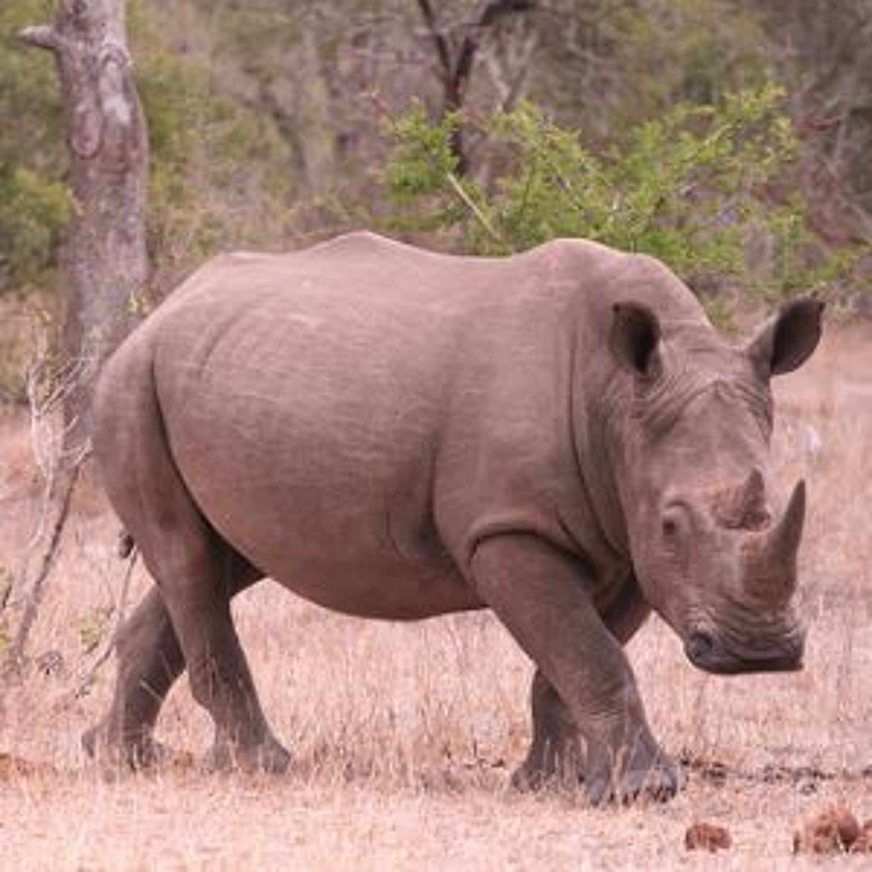 RHINO SEMEN episode artwork