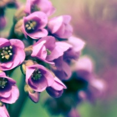 Purple Spring (fldsh)