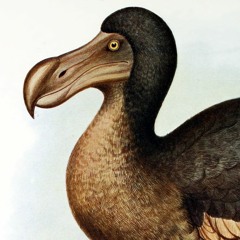 Extinction Event (Original Mix)