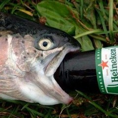 Fucking Fish !