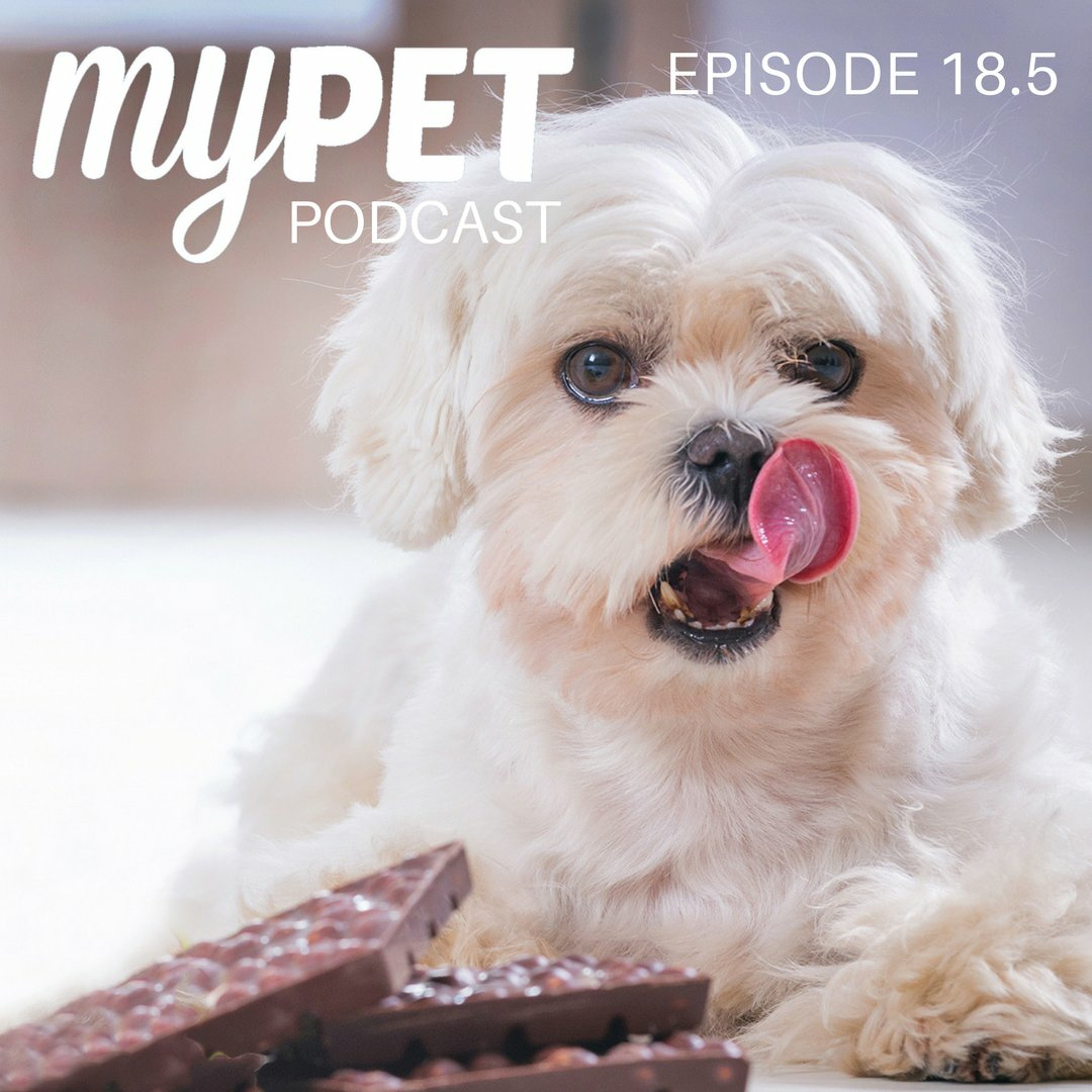 Chocolate: Deadly For Dogs episode artwork