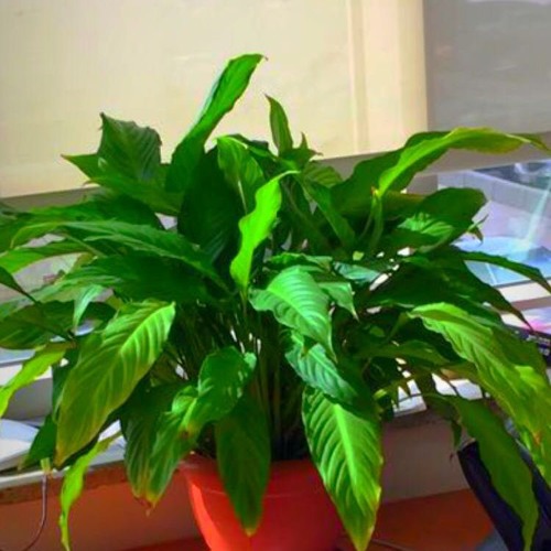 منى مرعشلي - مالي ومالك يا هوى