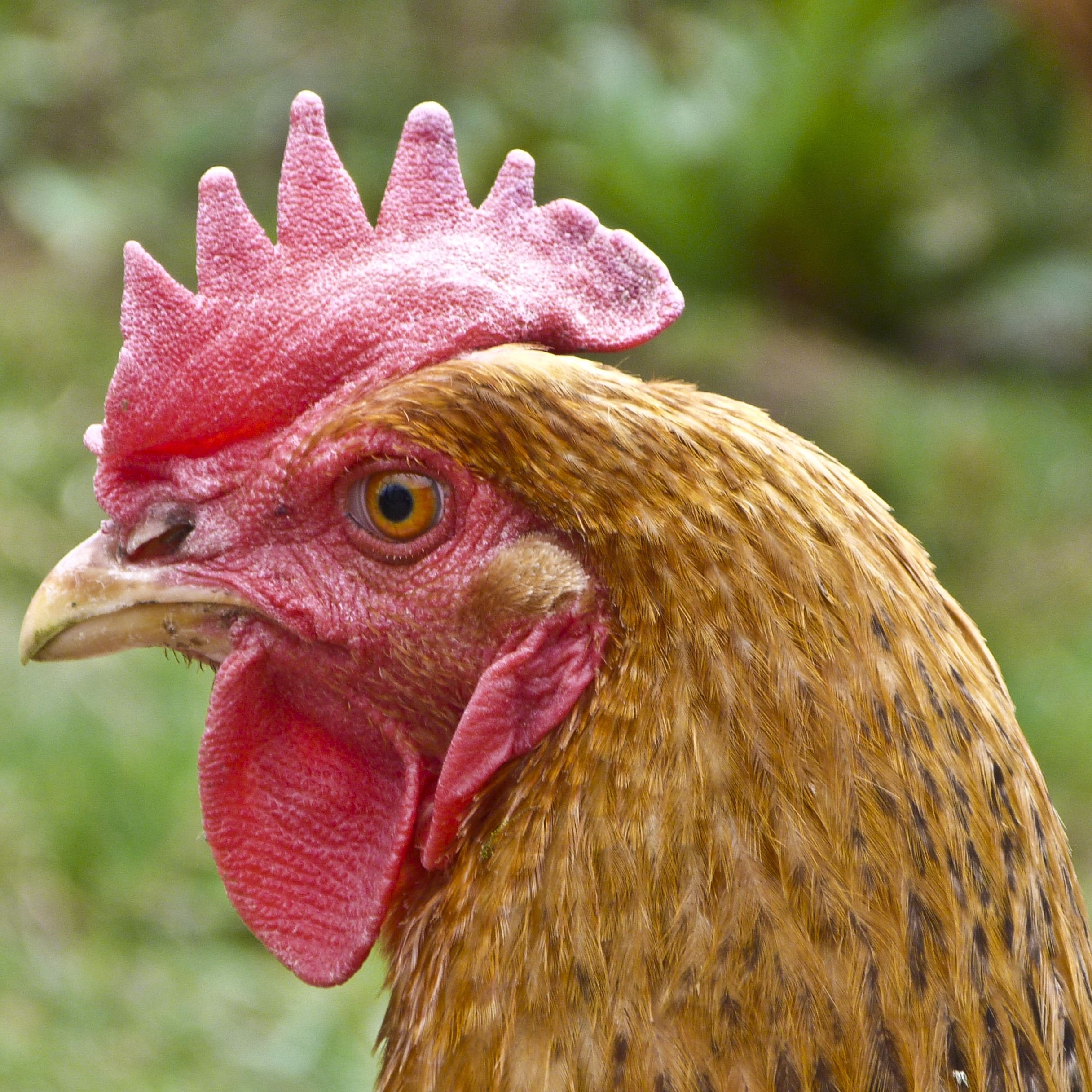 СЕРЕГА ПИРАТ – ТИЛЬТ