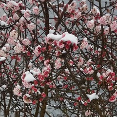 Mokona - Coral Sky