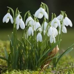 proljece_je_stiglo.mp3