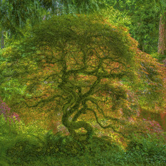 The acid tree