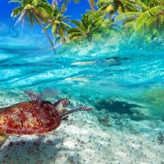 Harly Hush - Sheeesh