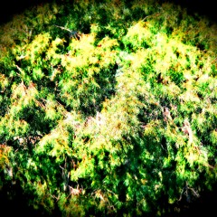 Bajo los Eucaliptos - Under the eucalypts