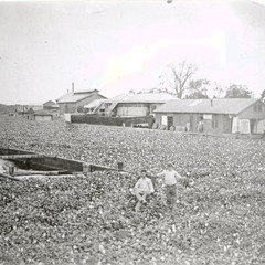 Recollections - Land Loss - Leeville, LA