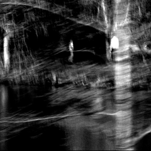 Taurax - Floresta Assombrada [250]
