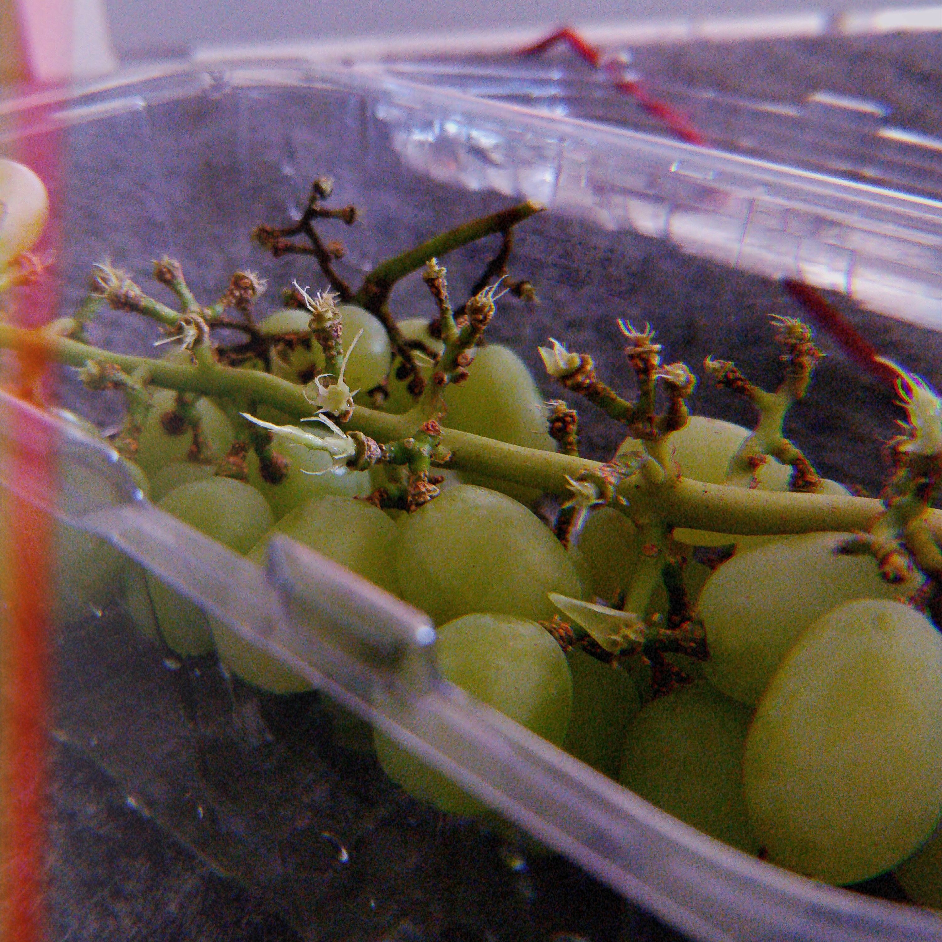 sour grapes episode artwork