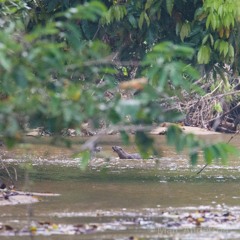 Otters in a Rainforest Creek, Ulu Muda, Malaysia