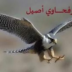 هانى منير - راحل