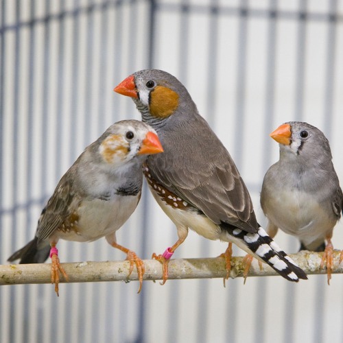 Stream Male zebra finch courtship song by UCLA Newsroom | Listen online ...