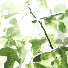 SundayJanne goes into Spring